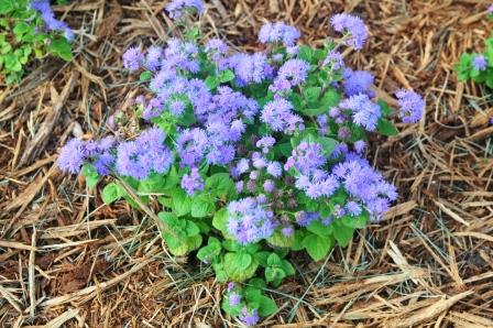Ageratum Plant