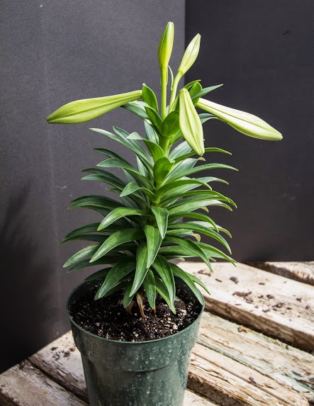 Easter Lily (in bud)