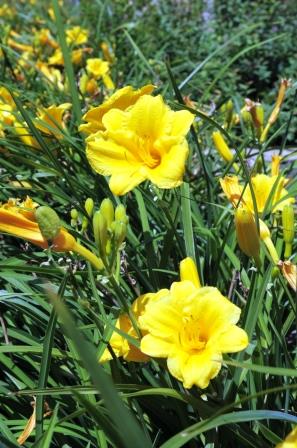 Daylily flowers and foliage