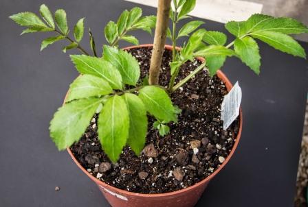 elderberry foliage