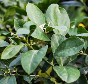 Lemon foliage